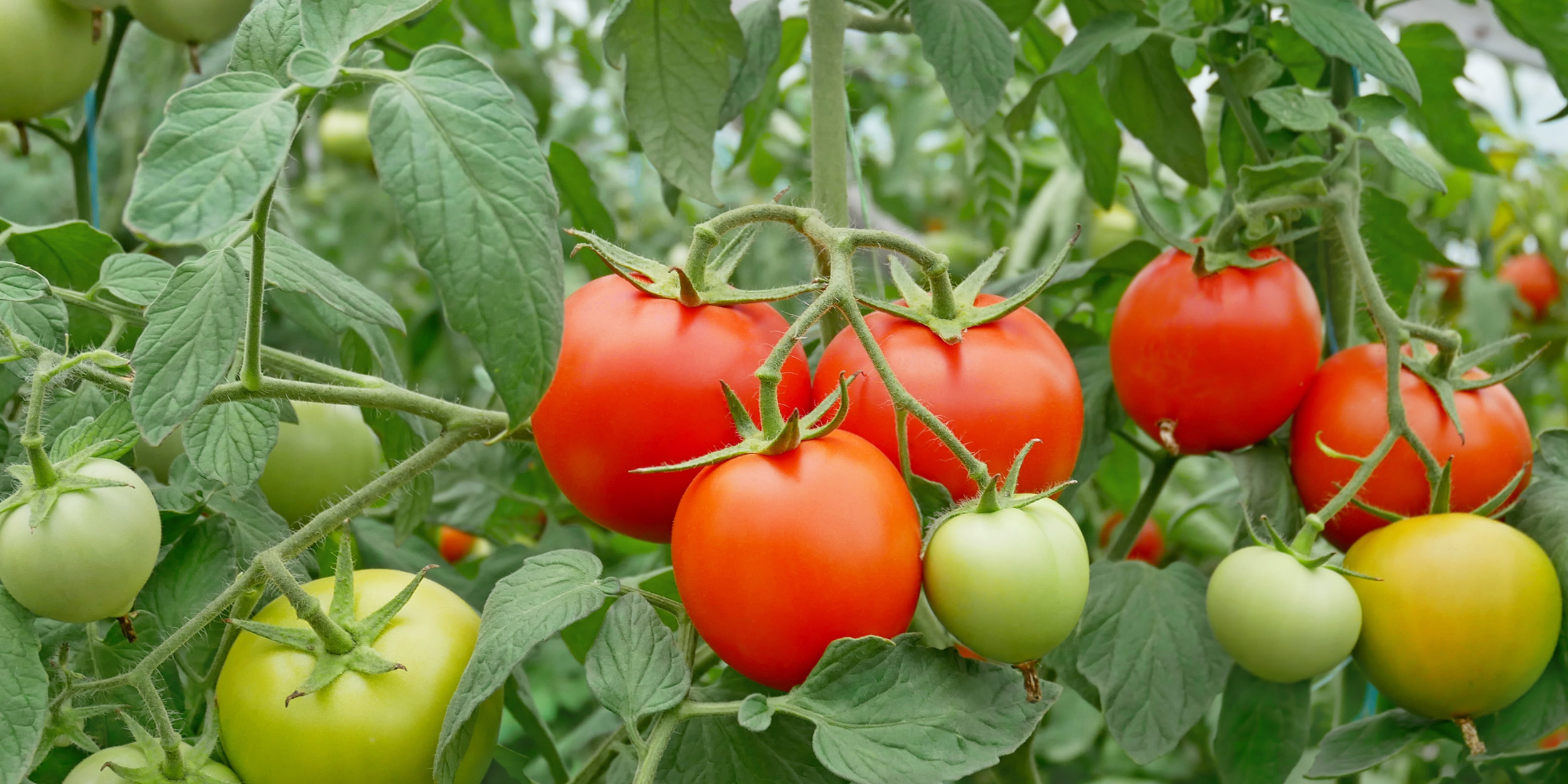 Как ускорить созревание томатов в открытом грунте и в теплице - Лайфхакер