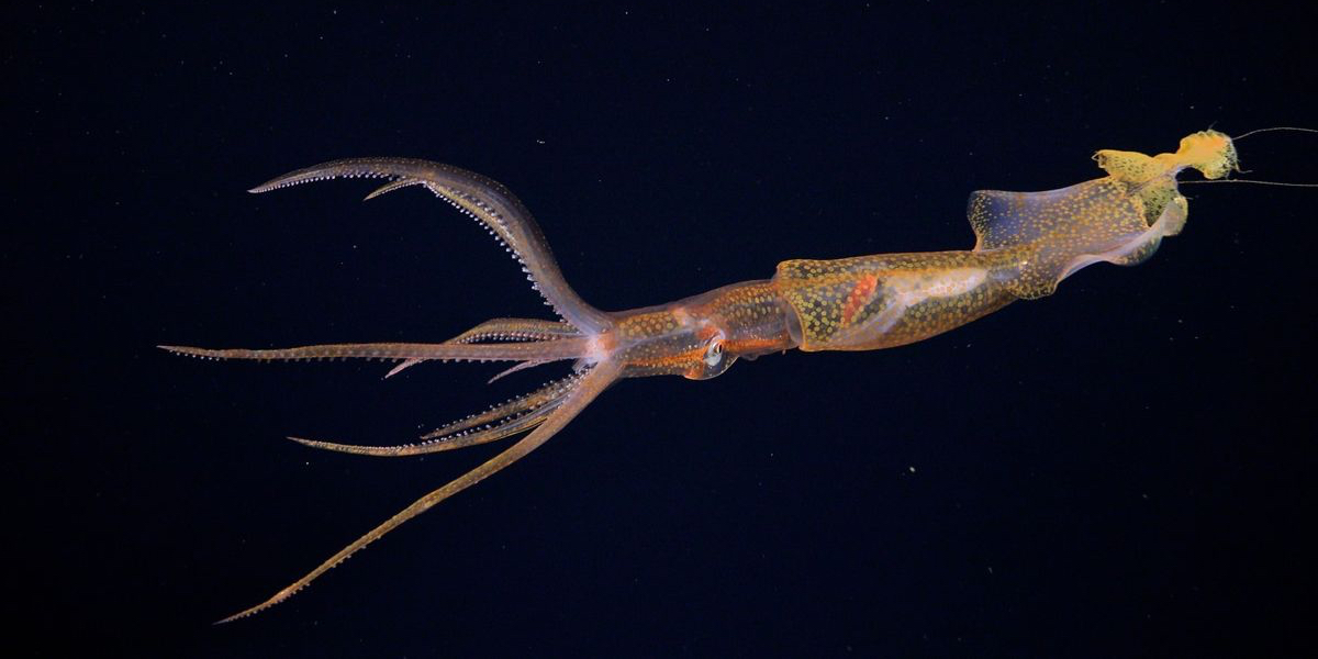 A deep-sea squid with tentacle tips that 'swi