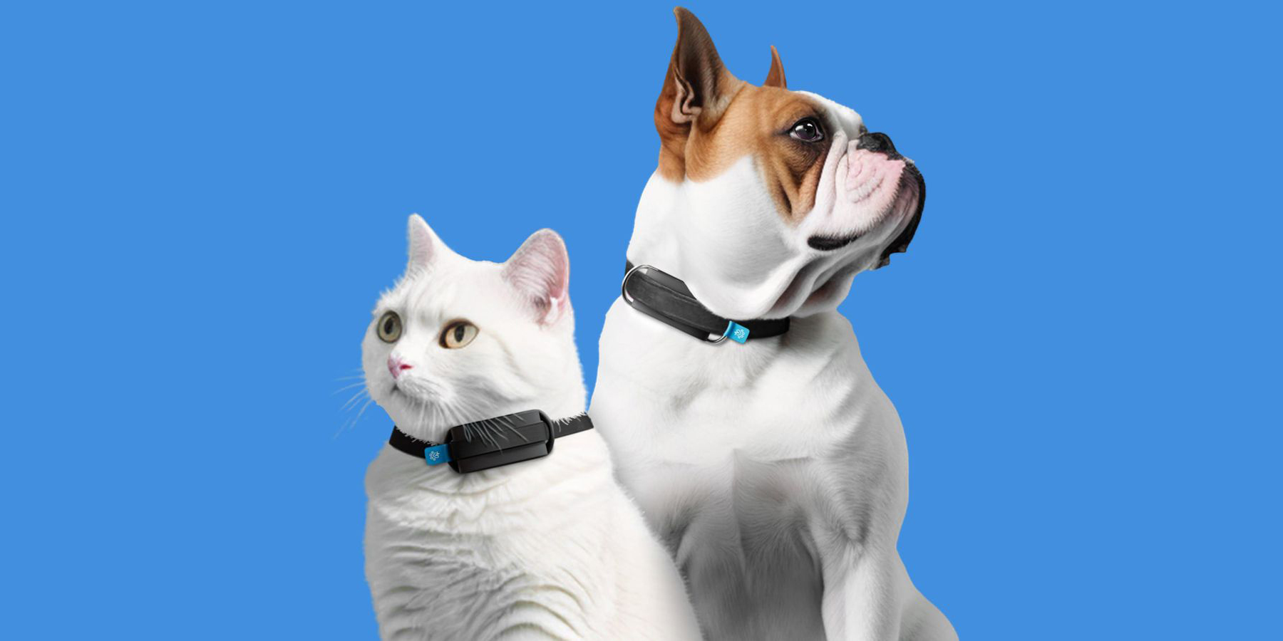 Invoxia представила фитнес-трекер для собак и кошек — он следит за дыханием и сердцем - Лайфхакер
