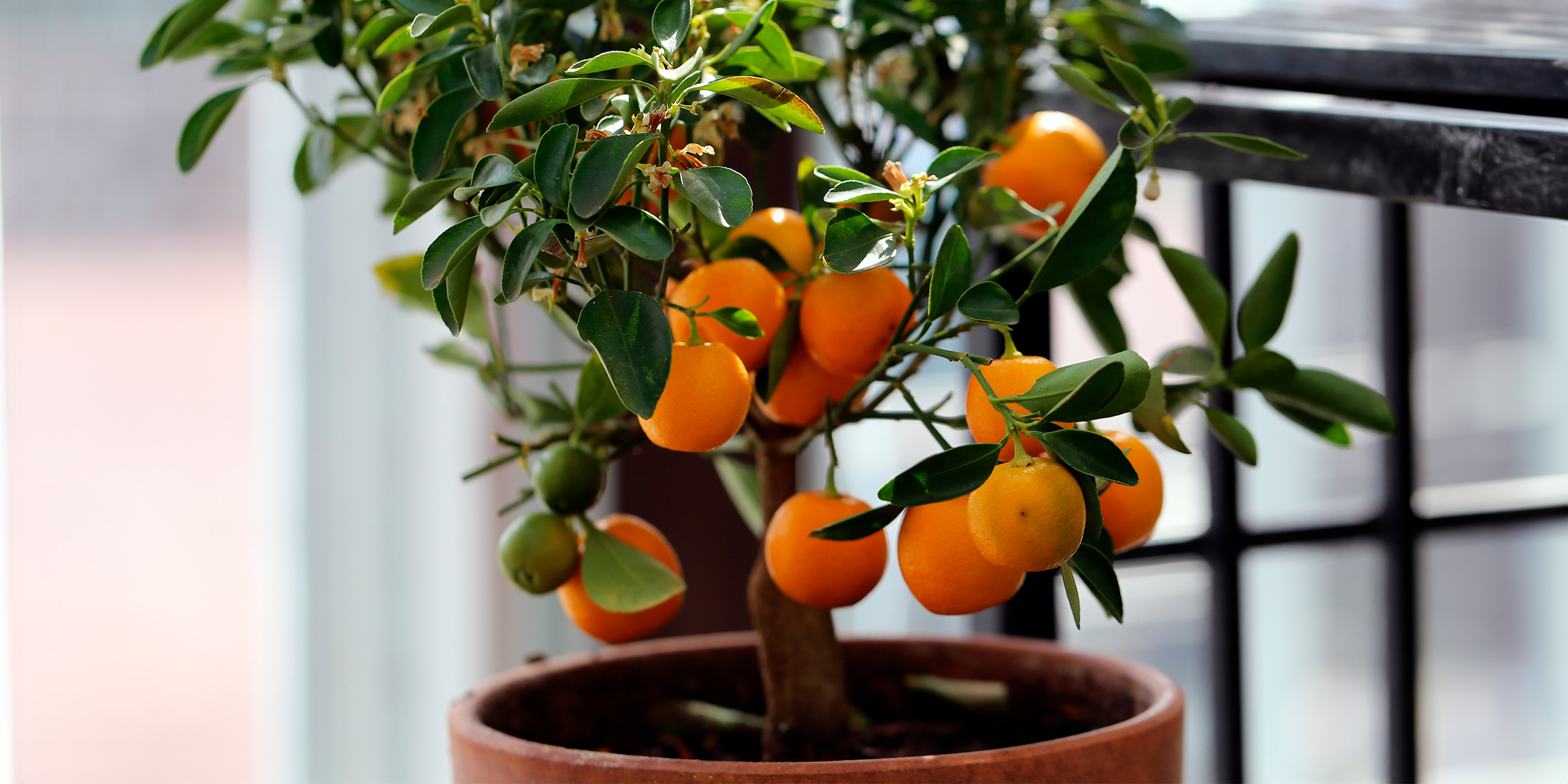 Комнатный мандарин – уход за растениями от «Серисса»